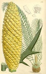 cycad