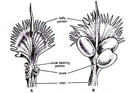 cycad seeds